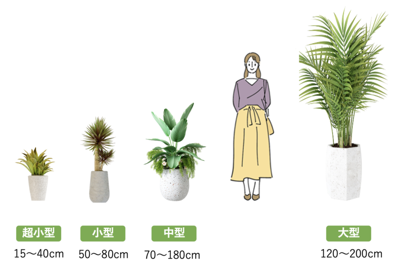 観葉植物のサイズ