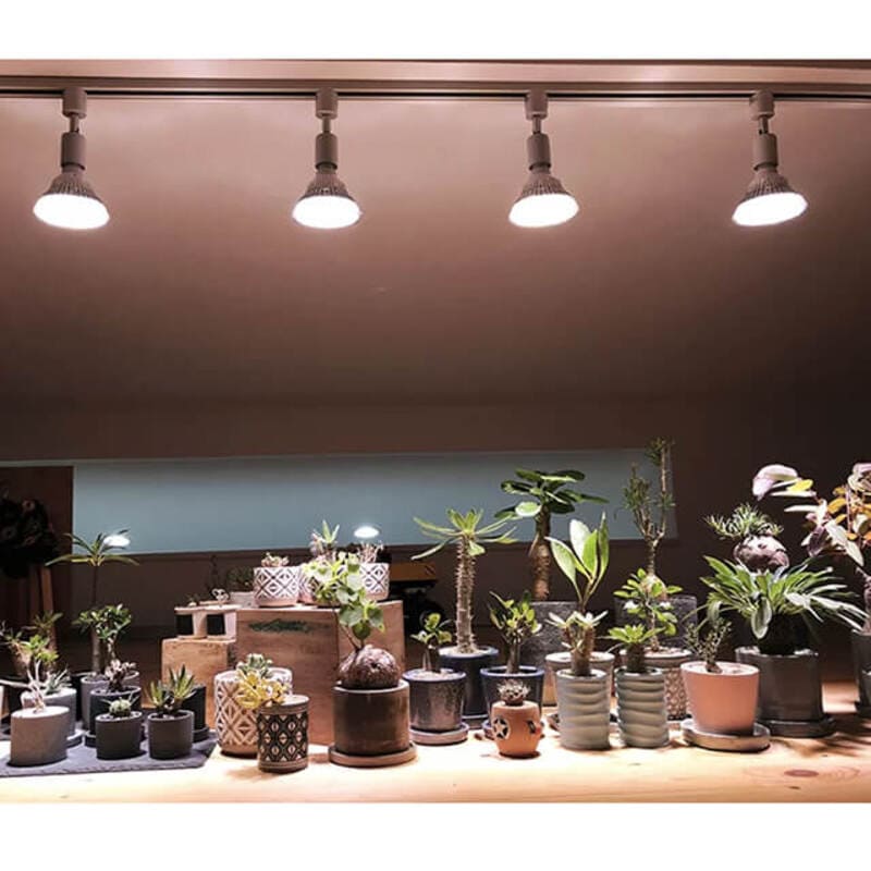 観葉植物用の育成（成長）ライト　電球タイプ