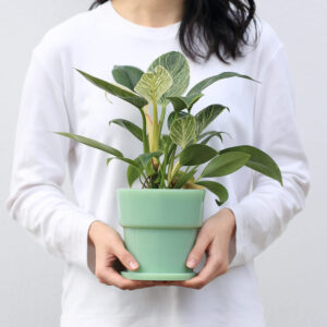 観葉植物におすすめの植木鉢 ideaco ミルクガラスプランターポット