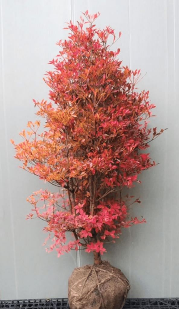低木のシンボルツリー　秋の紅葉は圧巻「ドウダンツツジ」