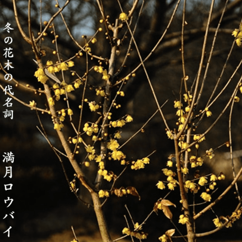 低木のシンボルツリー　冬に咲く花の代名詞「満月ロウバイ」