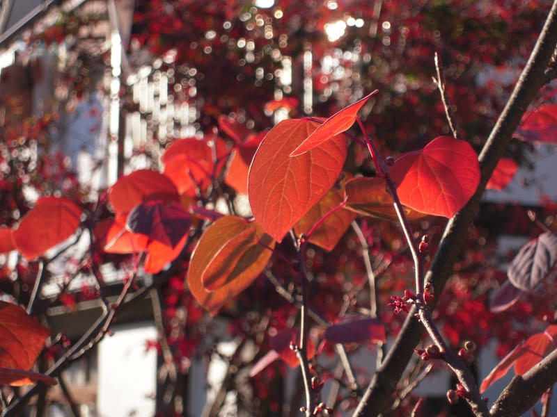 低木のシンボルツリー　ハート型の葉がキュート「マルバノキ」