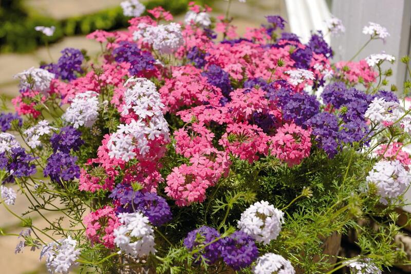 グランドカバータピアンのお花の写真