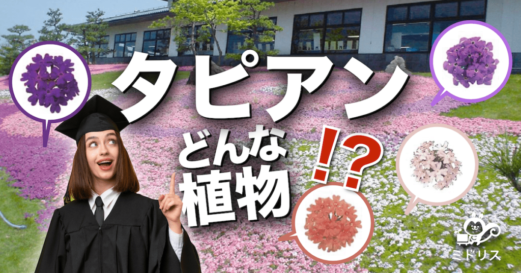 タピアンってどんな植物？