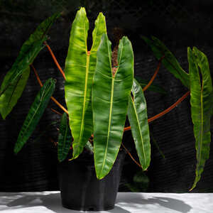 観葉植物 フィロデンドロン ビレッティア：細長い葉っぱが特徴の希少種