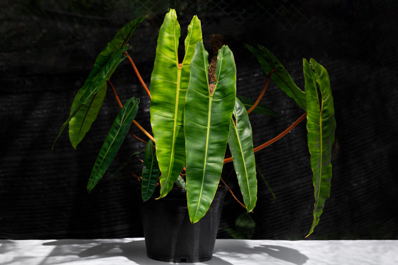 観葉植物 フィロデンドロン ビレッティア：細長い葉っぱが特徴の希少種