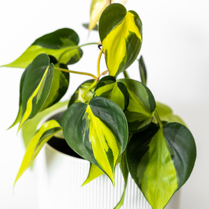 観葉植物 フィロデンドロン オキシカルジウム ブラジル：鮮やかな黄緑や緑の色味でハート型の葉っぱが特徴の人気品種【つる性】
