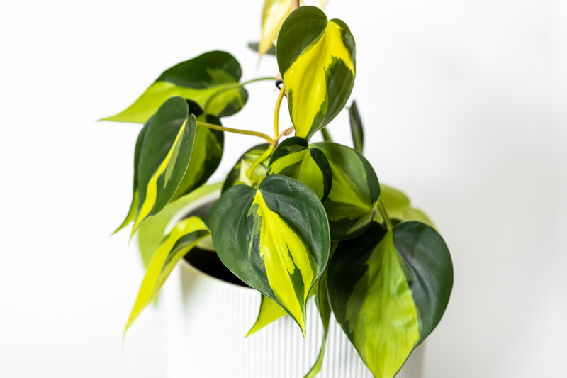 観葉植物 フィロデンドロン オキシカルジウム ブラジル：鮮やかな黄緑や緑の色味でハート型の葉っぱが特徴の人気品種【つる性】