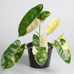観葉植物 フィロデンドロン バールマルクス：艶やかで緑の大きな葉っぱが特徴の種類【つる性】