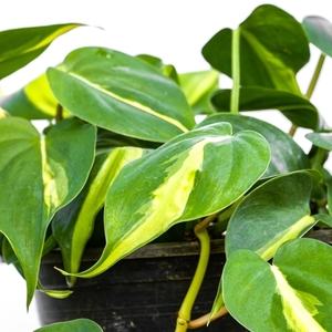 観葉植物 フィロデンドロン クリームスプラッシュ：黄と白の斑が美しい希少種【つる性】