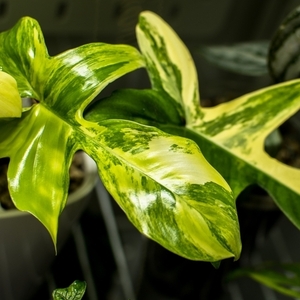 観葉植物 フィロデンドロン フロリダビューティー：大きな切れ込みに斑入りの葉っぱが特徴の高価な希少種