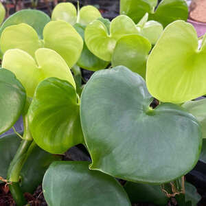 観葉植物 フィロデンドロン グラジエラエ：艶やかなハート型葉っぱがとても可愛い種類