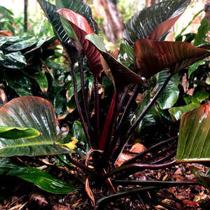 観葉植物 フィロデンドロン インペリアルレッド：新芽の赤が美しい希少種