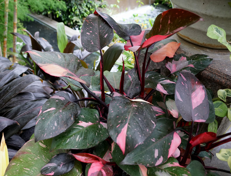 観葉植物 フィロデンドロン ピンクプリンセス：濃緑の葉っぱにピンクの斑入りがインパクト大の人気品種