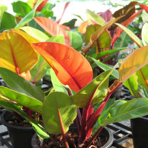 観葉植物 フィロデンドロン プリンスオブオレンジ：新芽がオレンジや赤色に変化する種類