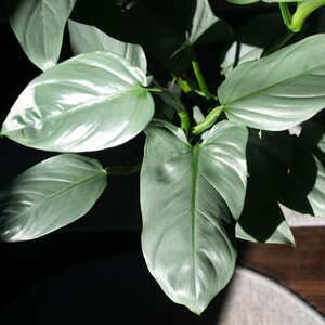 観葉植物 フィロデンドロン シルバーメタル：メタリックなシルバー系統の美しい葉っぱが特徴の人気品種