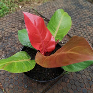 観葉植物 フィロデンドロン サンレッド：新芽が赤く成長と共に緑へ変化する希少品種