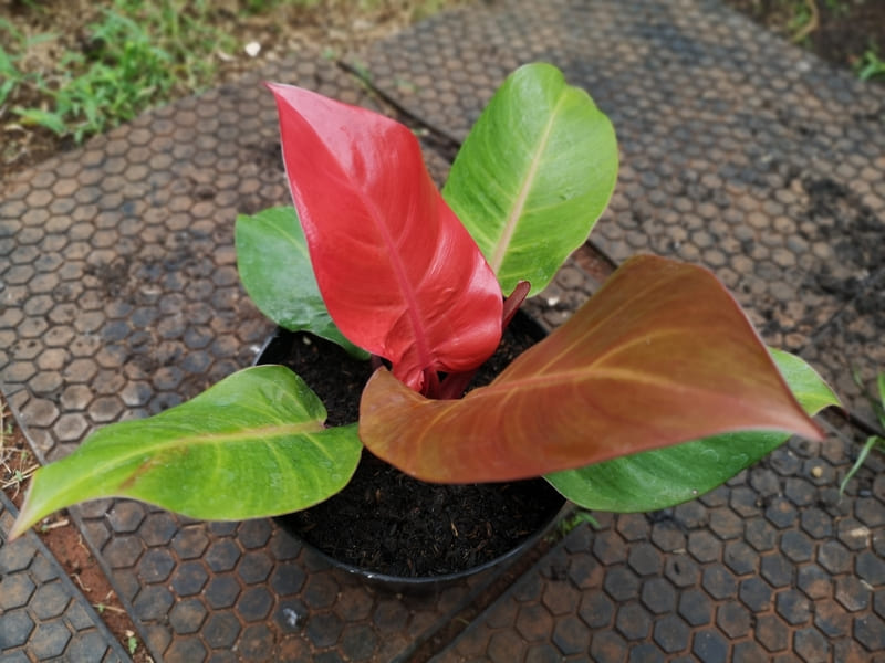 観葉植物 フィロデンドロン サンレッド：新芽が赤く成長と共に緑へ変化する希少品種