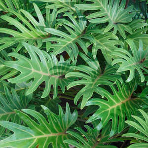 観葉植物 フィロデンドロン ザナドゥ（クッカバラ）：切れ込みが入った葉っぱが特徴の人気品種