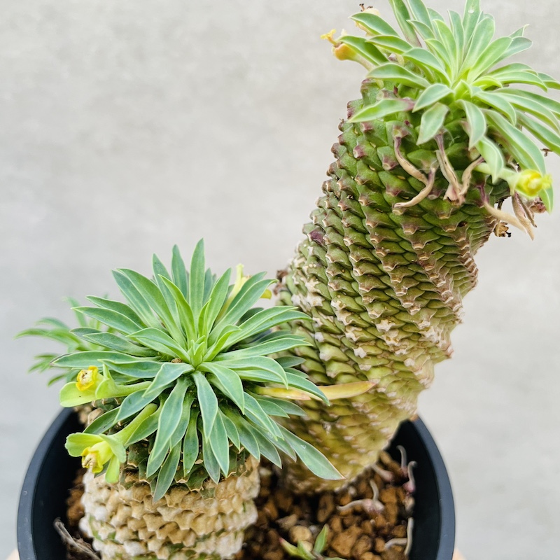 観葉植物 ソテツキリンの幹と葉っぱ