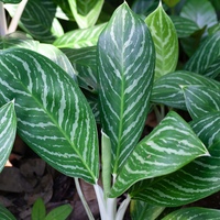 人気の観葉植物　アグラオネマ　カーティシー