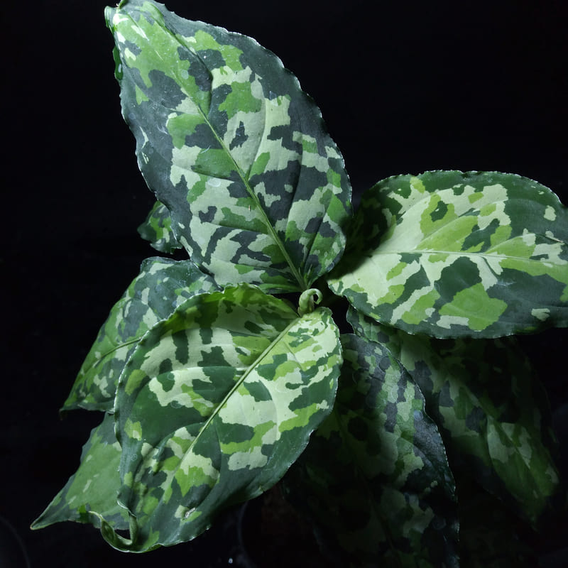 人気の観葉植物　アグラオネマ　ピクタム　トリカラー