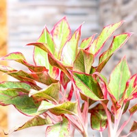 人気の観葉植物　アグラオネマ　レッドゴールド