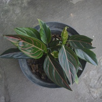 人気の観葉植物　アグラオネマ　ロタンダム
