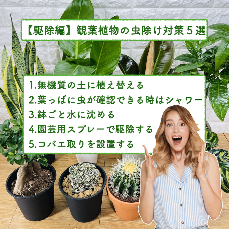 【駆除編】観葉植物の虫除け対策５つ