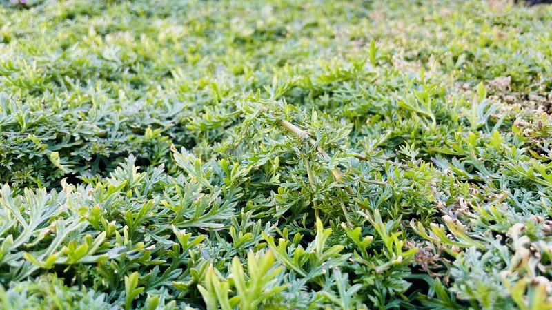 グランドカバーに使える常緑の植物　タピアン