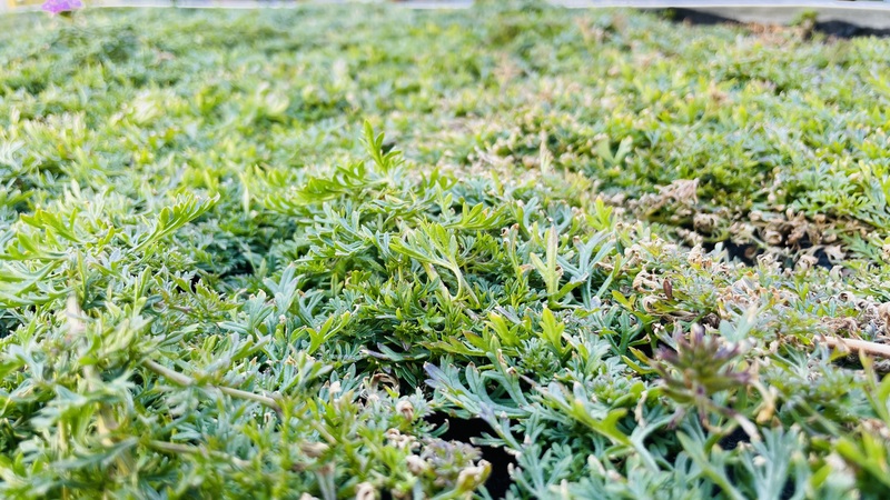 グランドカバーに使える常緑の植物　タピアン