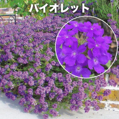 タピアンの種類　バイオレット　紫品種
