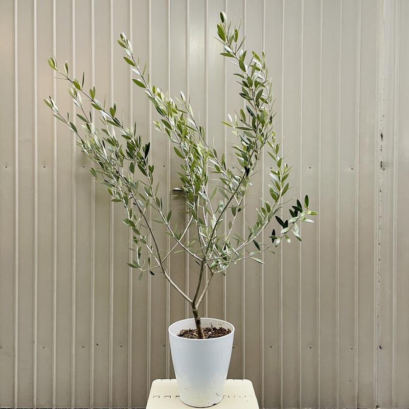 開帳型 オリーブ　ネバディロブランコ　人気のオリーブの木の品種（種類）