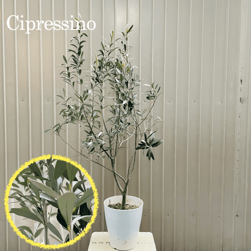 直立型 オリーブ　シプレッシーノ　人気のオリーブの木の品種（種類）