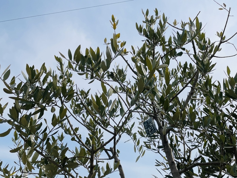直立型 オリーブ　レッチーノ　人気のオリーブの木の品種（種類）