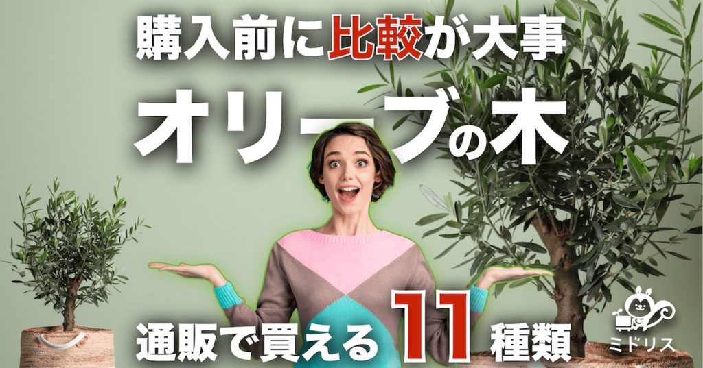 通販で購入できるオリーブの木の種類13選｜初心者におすすめの品種も紹介 | ミドリス｜雑草対策クラピアの販売・施工