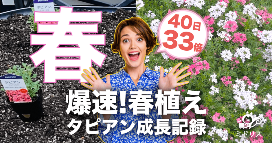 春植えタピアンの爆速繁茂記録　40日間で33倍に成長