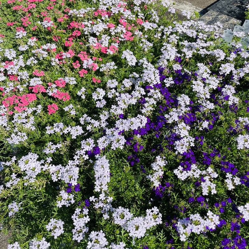 タピアンの開花写真