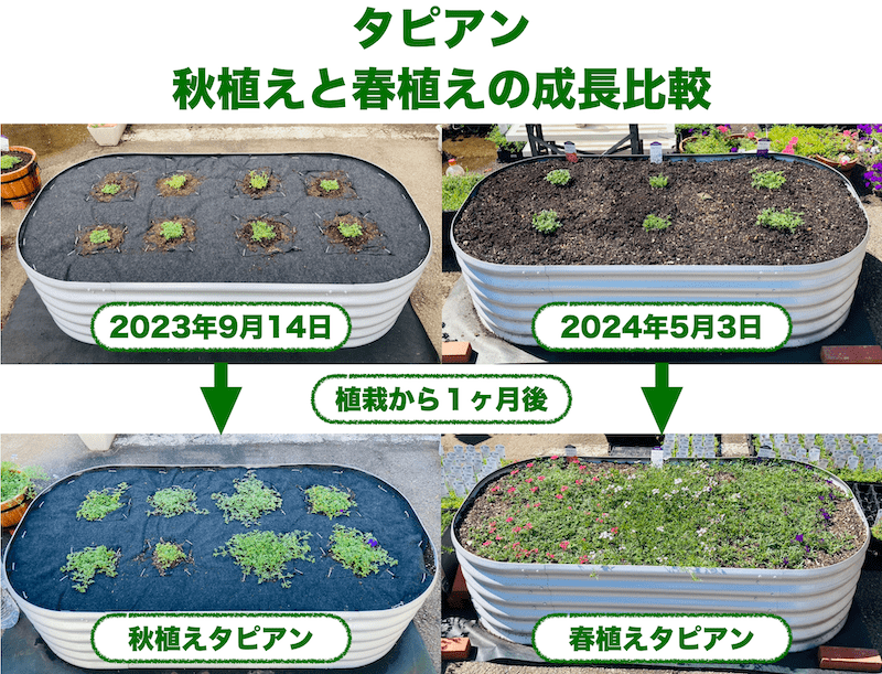 タピアン　秋植えと春植えの比較