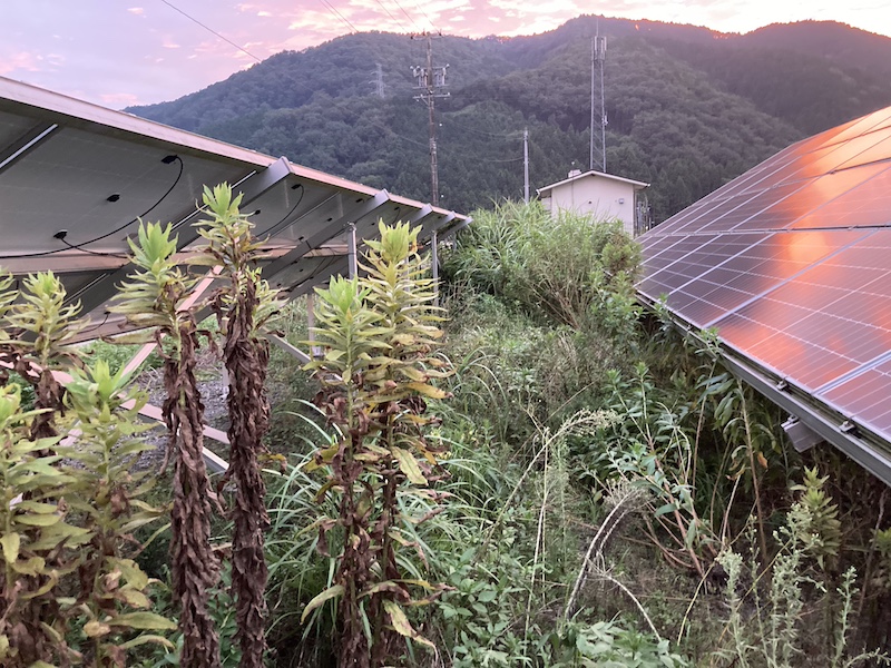 太陽光発電所の雑草トラブル　雑草が覆っている写真