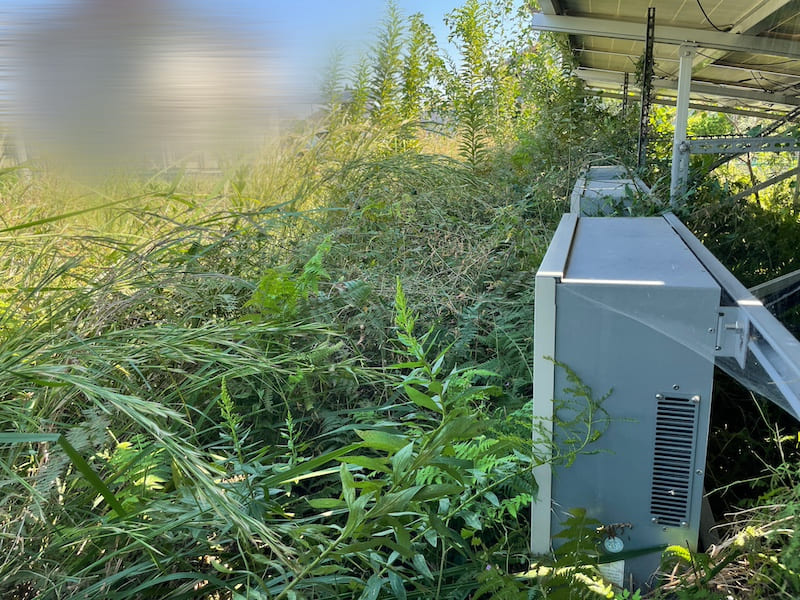 太陽光発電所の雑草トラブル　雑草が覆っている写真