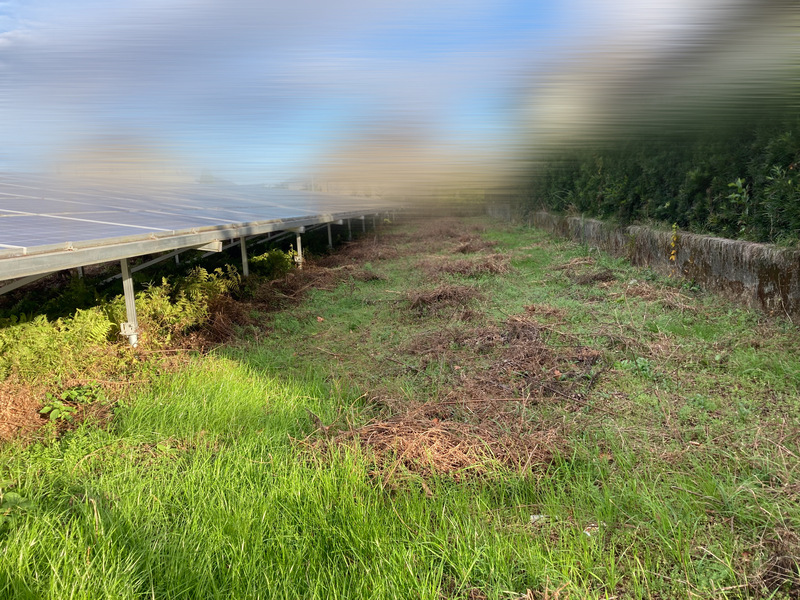 太陽光発電所の雑草を除草剤で枯らした後の写真