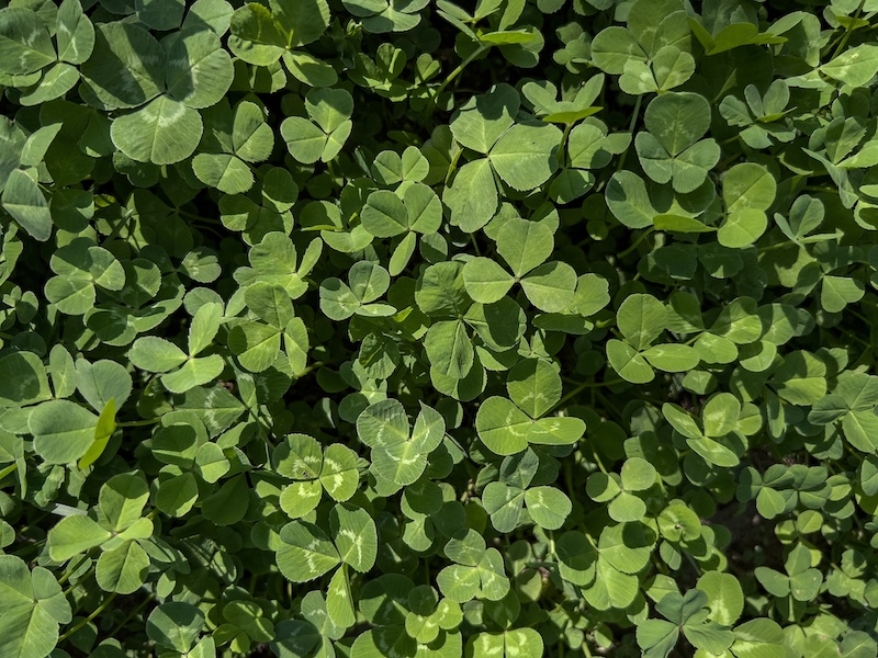 植えてはいけないグランドカバー　クローバー（シロツメクサ）