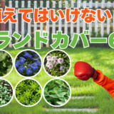 植えてはいけない！？要注意なグランドカバー6つを理由付きで解説