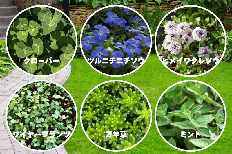 植えてはいけないグランドカバー一覧