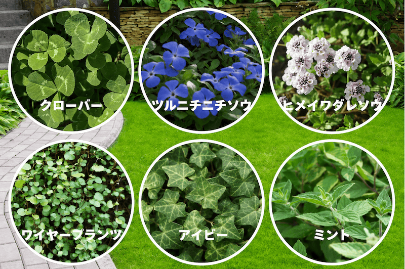植えてはいけないグランドカバー