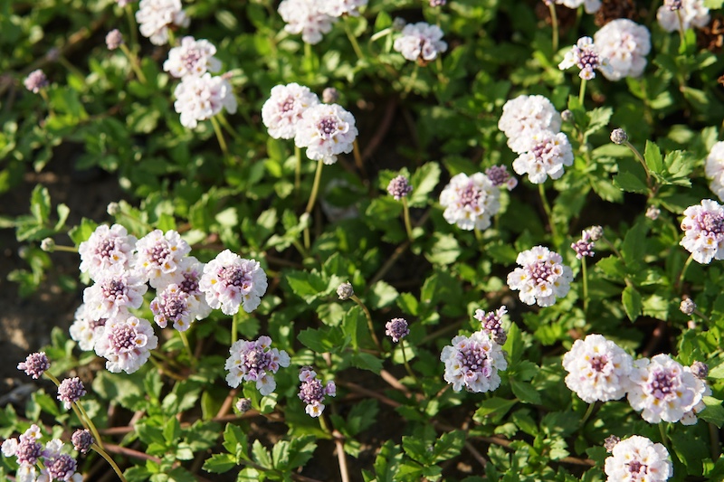 植えてはいけないグランドカバー　ヒメイワダレソウ（リッピア）