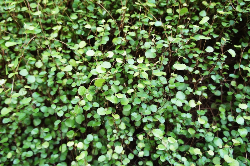 植えてはいけないグランドカバー　ワイヤープランツ