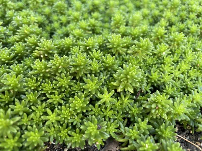 植えてはいけないグランドカバー　万年草