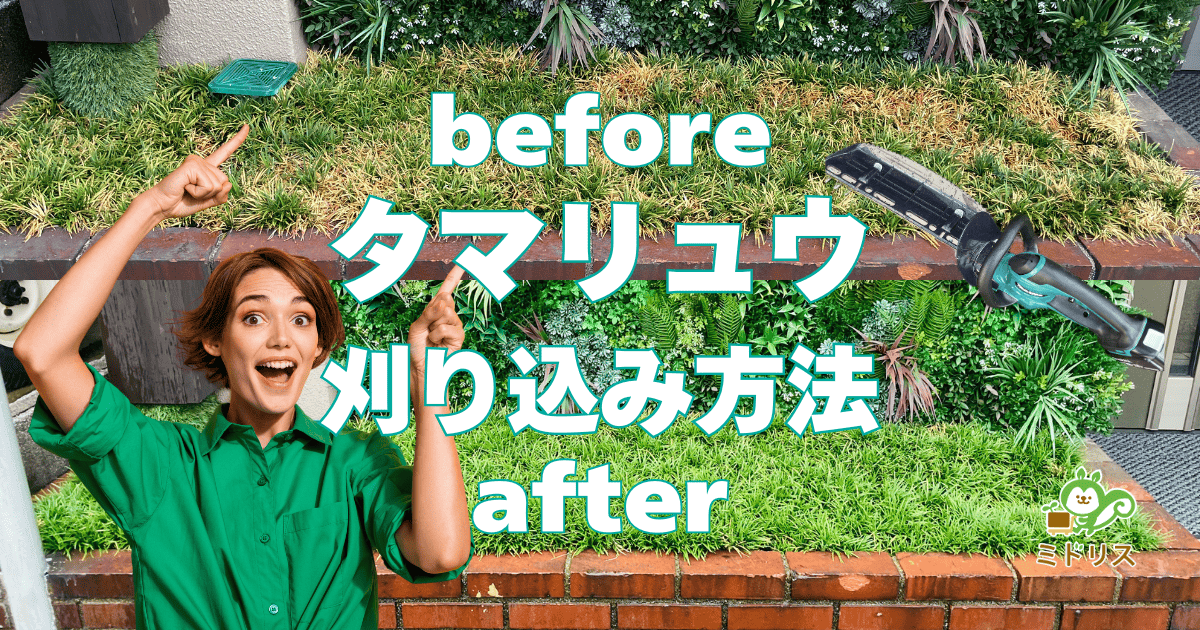 タマリュウの刈り込み方法｜夏の暑さで枯れてから大復活する事例付き